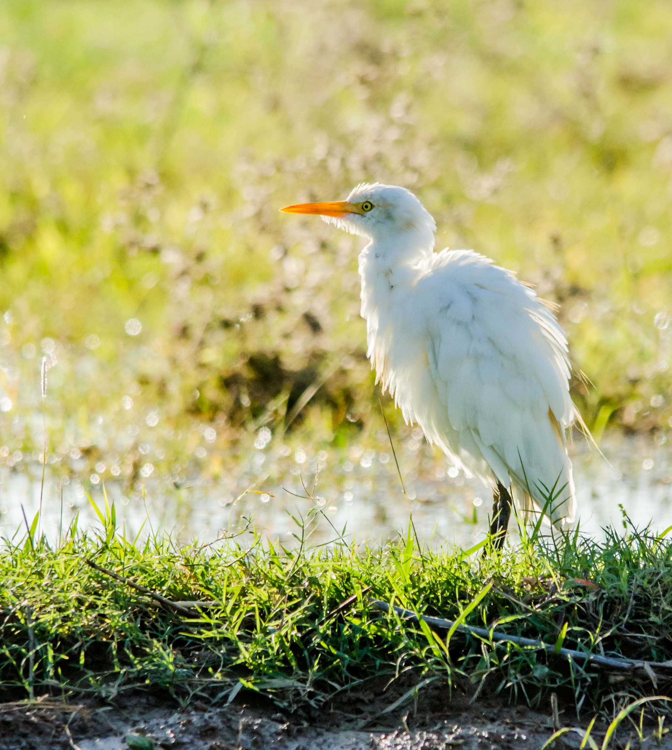 51 - Egret A.jpg