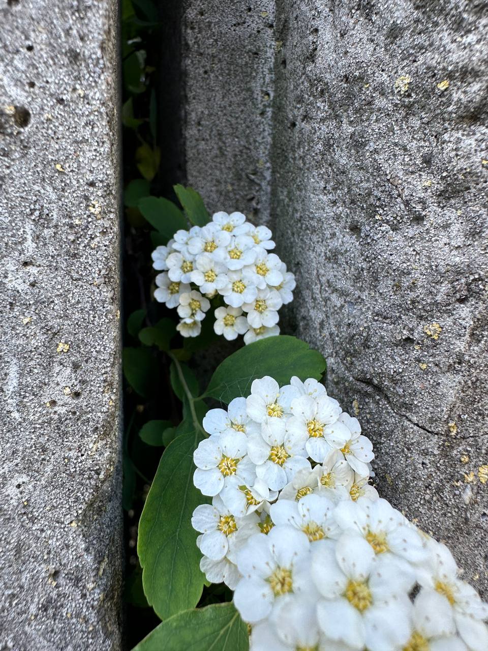 IMG_1301.jpeg