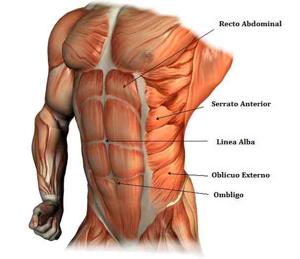 partes-del-abdomen.jpg