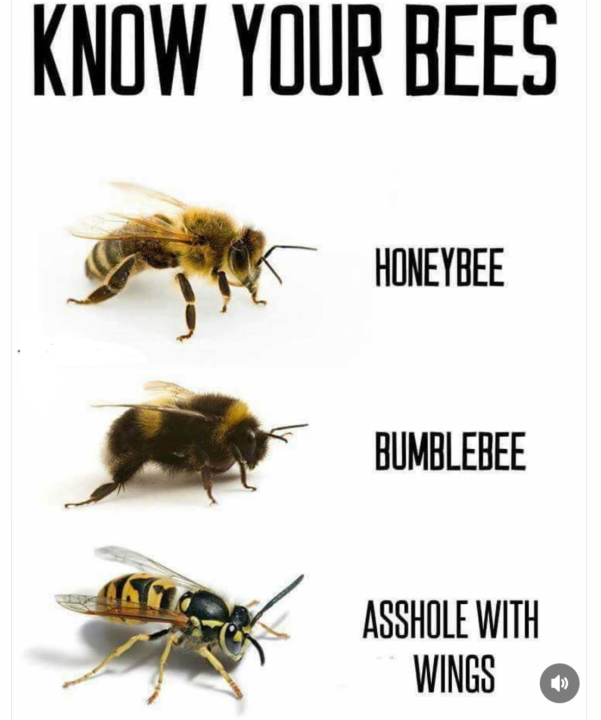 Know your Bees  !