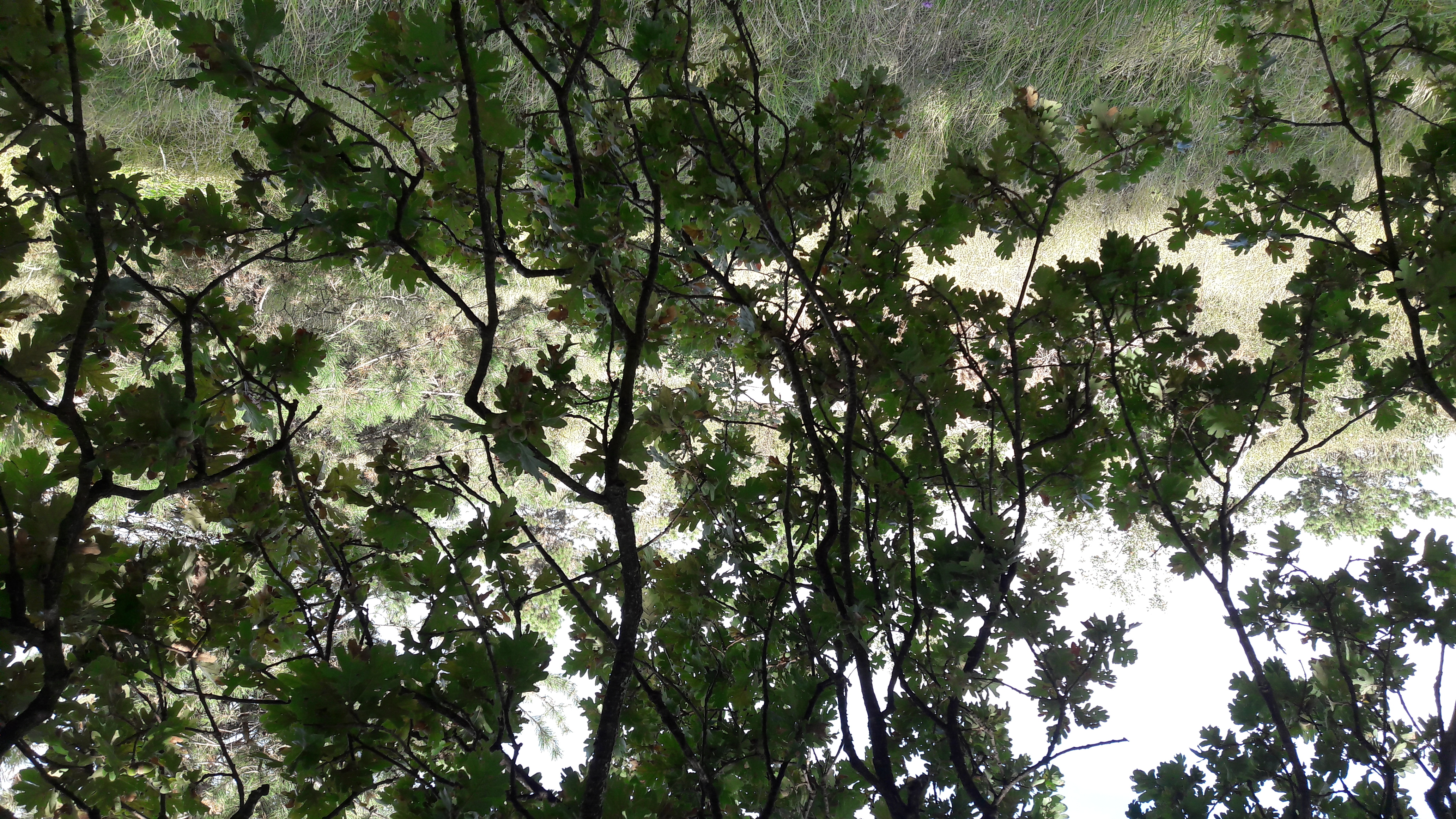 Flora-Tree-Forest-Publicdomain (10).jpg