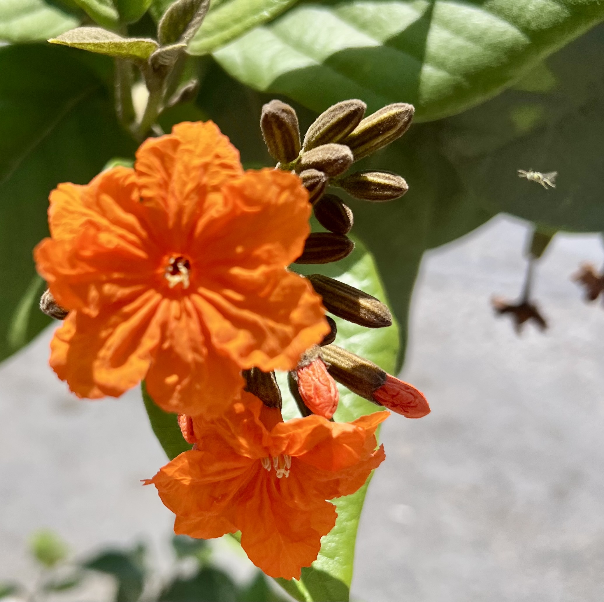 IMG_9034.jpeg
