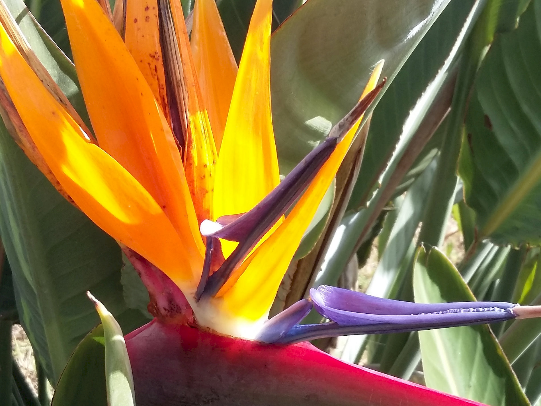 Fleurs-01.jpg