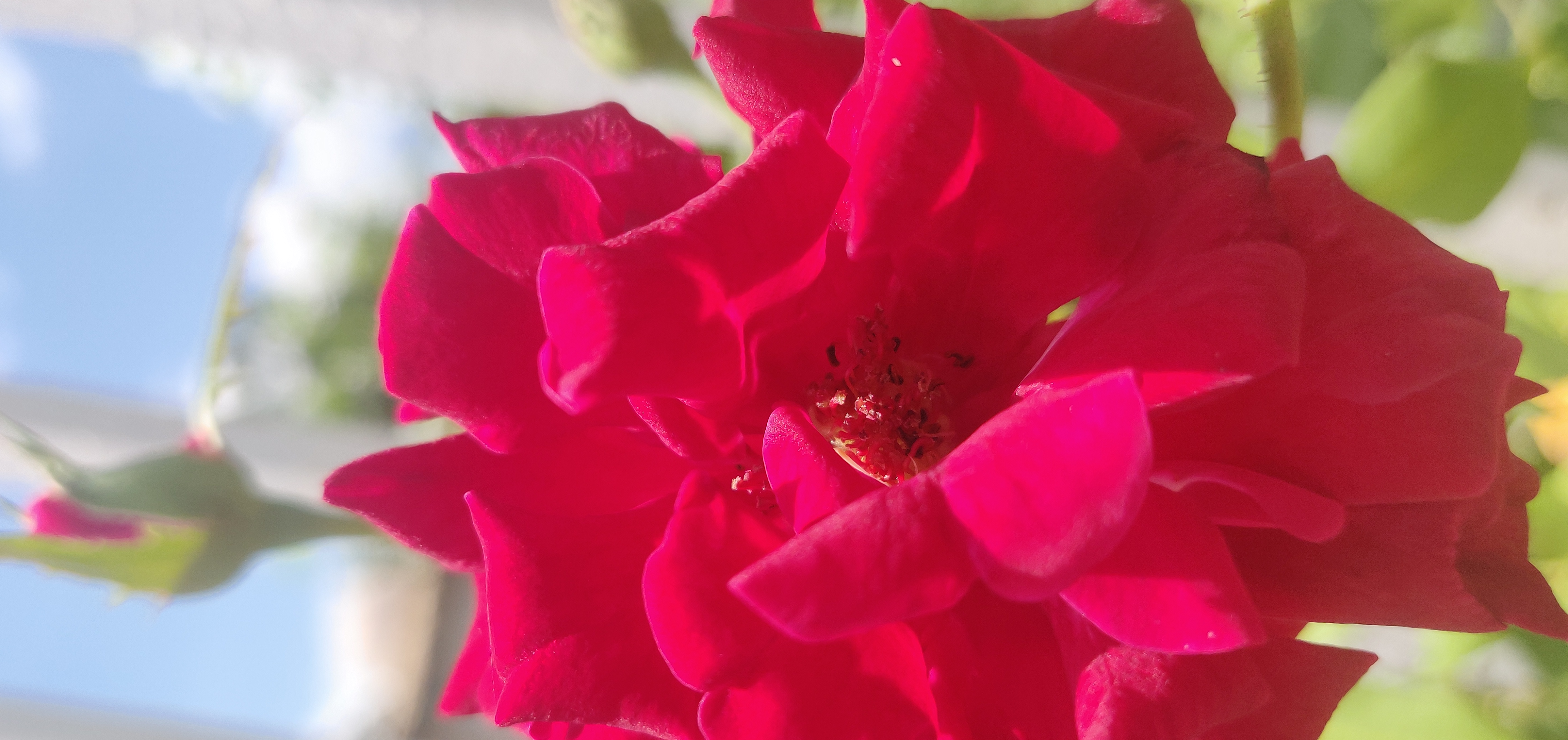 IMG_20210925_122639.jpg