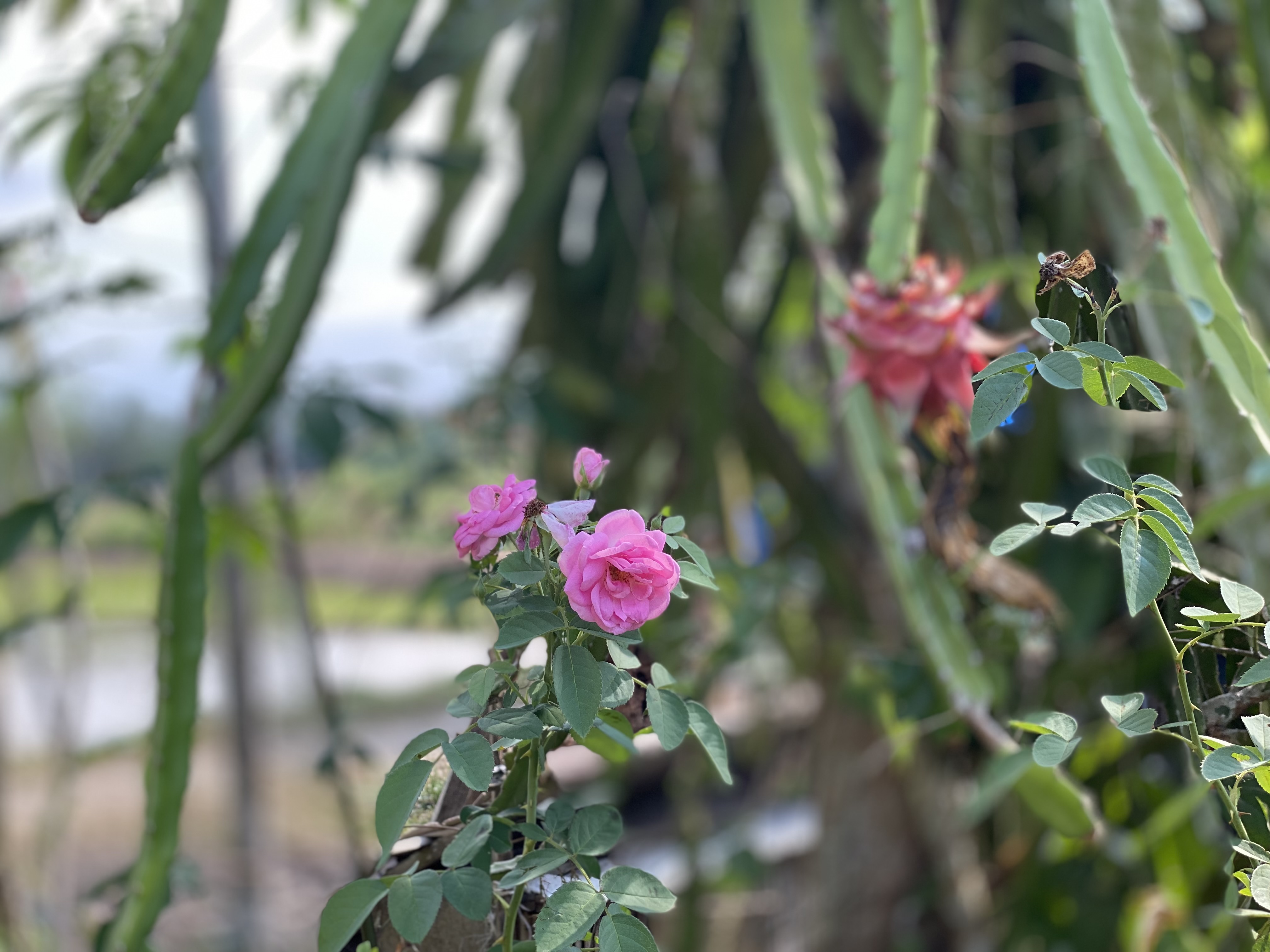 IMG_3565.jpeg
