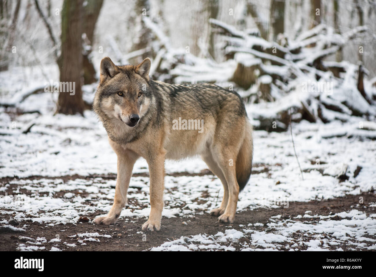 wolf-in-freier-wildbahn-voliere-in-dorverden-in-deutschland-im-winter-r6akyy.jpg