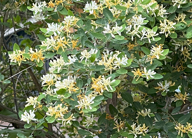 hivegarden-dehydrating-morrow-honeysuckle-3.jpg