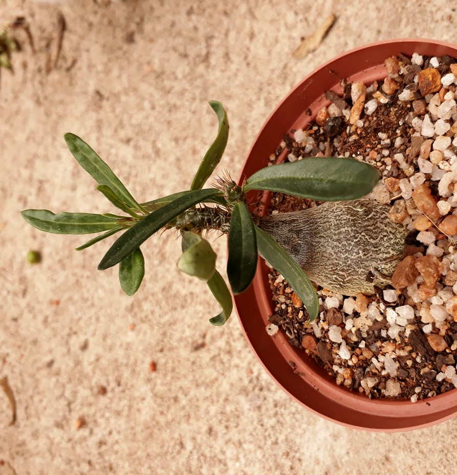 pachypodium succulentum.jpg