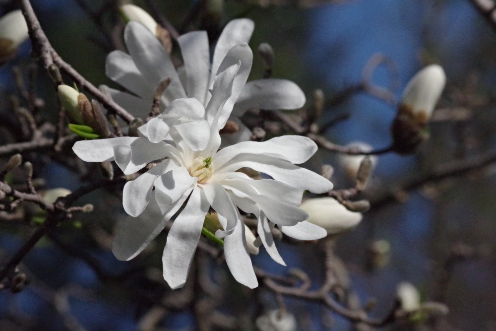 magnolia-nature-photography-1.jpg