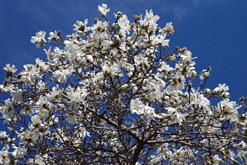 magnolia-nature-photography-7.jpg
