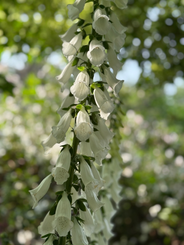 hivegarden-foxglove-5.jpg