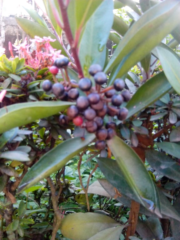 fruits black currants.jpg