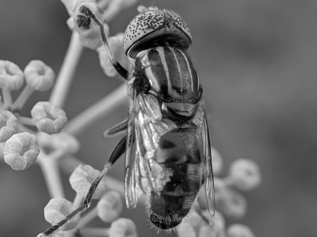 fly (39).jpeg