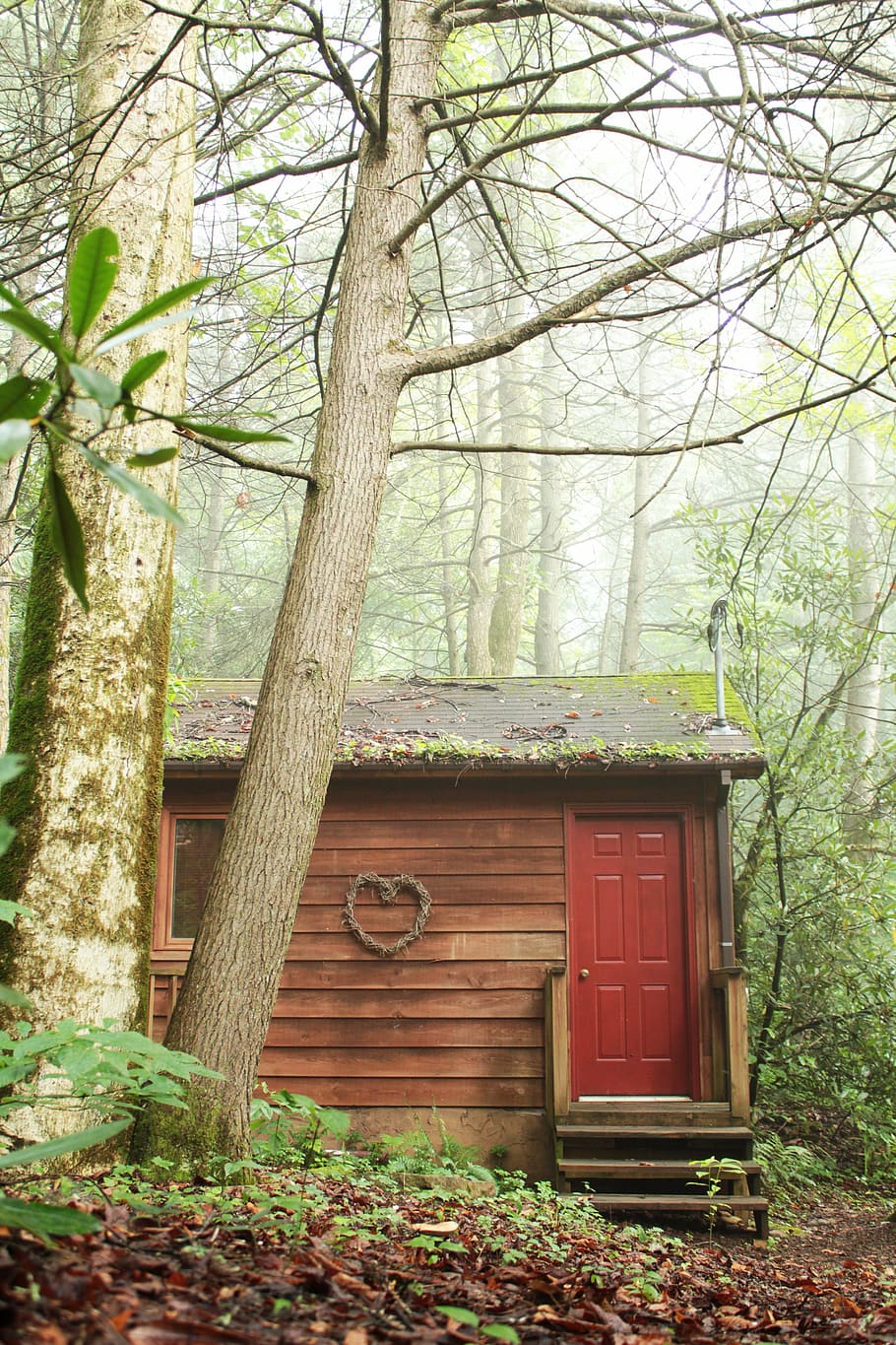 wood-cabin-love-nest-trees.jpg