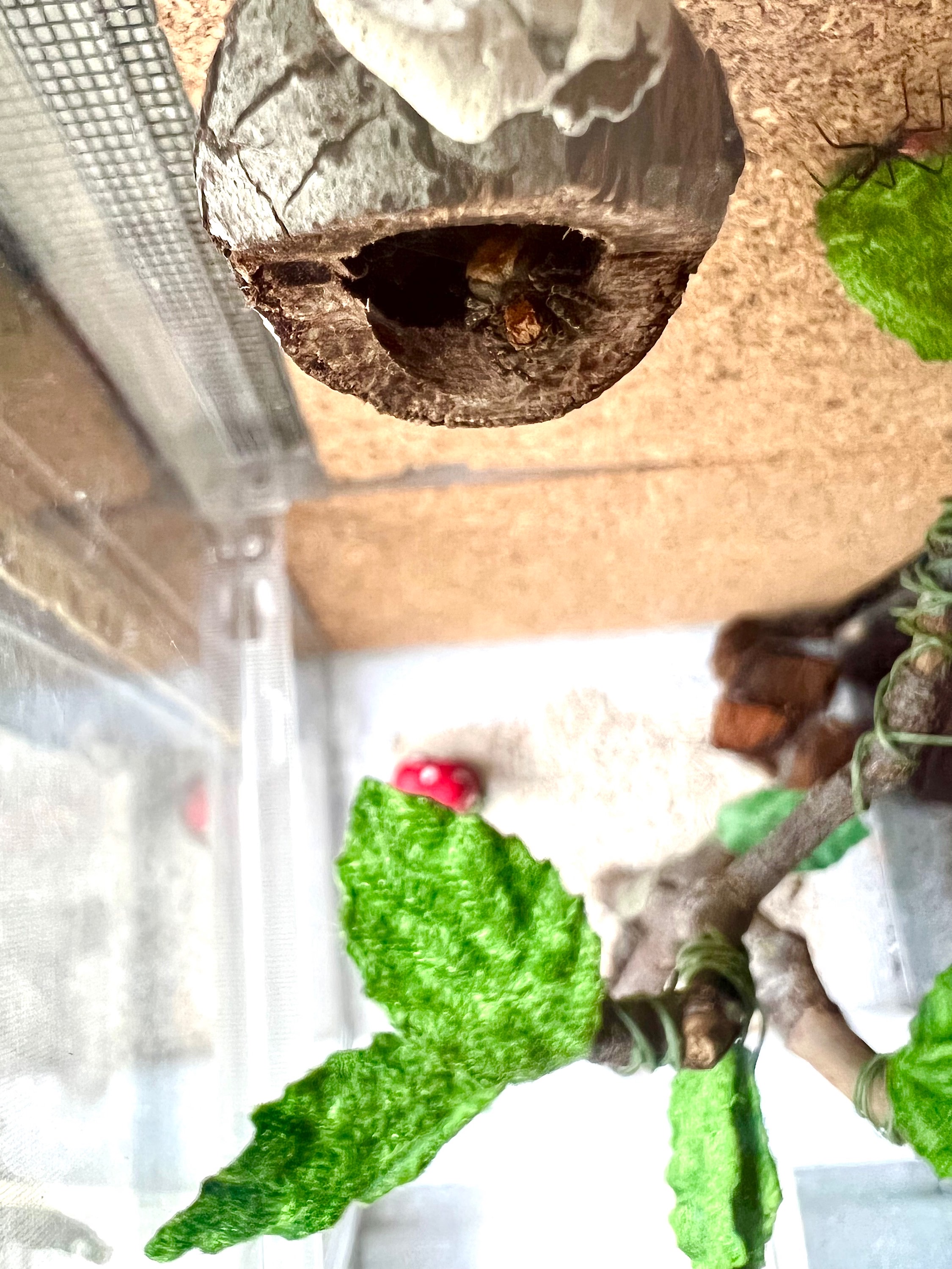 My jumping spider inside a gumnut hide