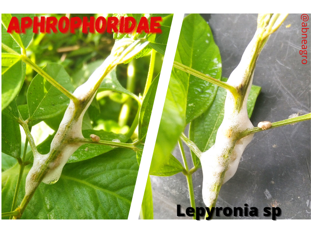 Aphrophoridae(2).png