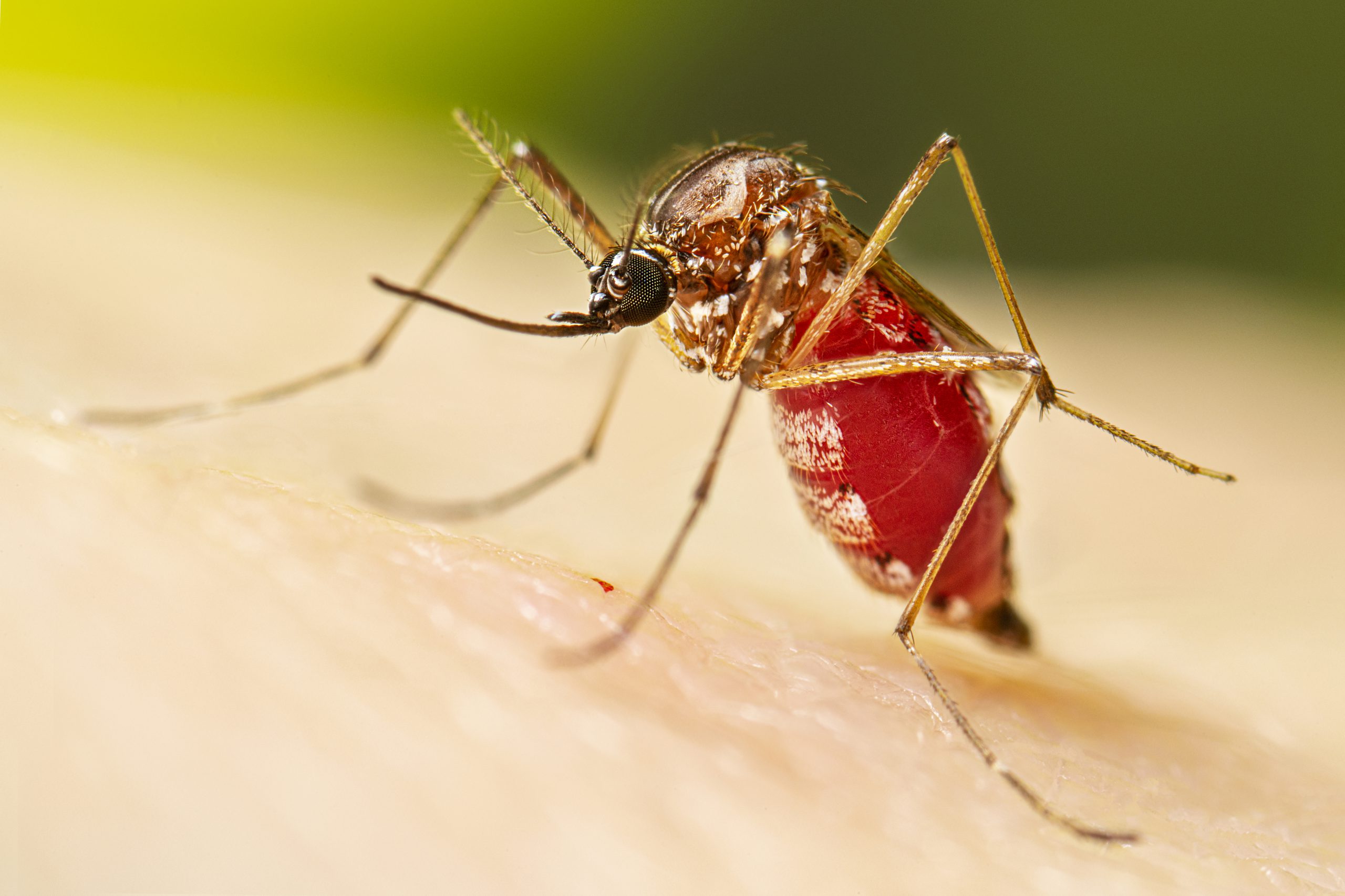 Aedes_aegypti_Adult_Feeding-3398483483.jpg