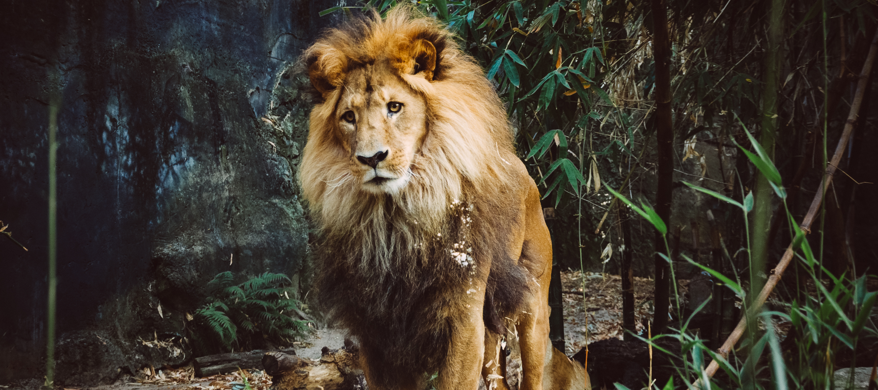 medium-photo-lion.jpg