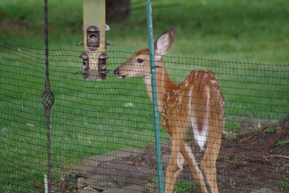 deer- (1).jpg