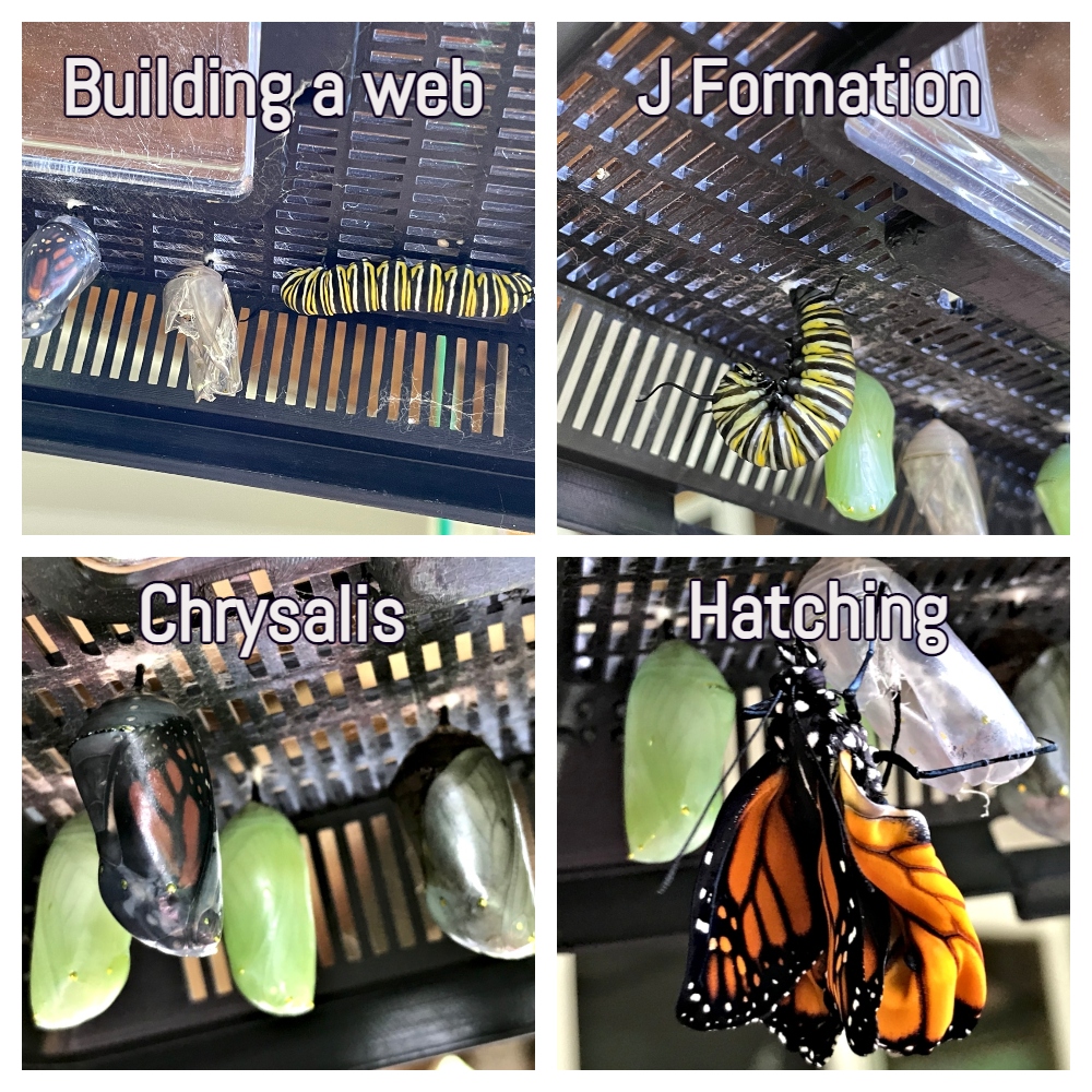 monarch-caterpillar-collage-2.jpg