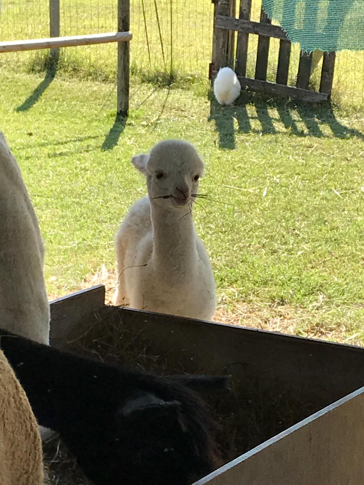 Alpaca bebe.jpg