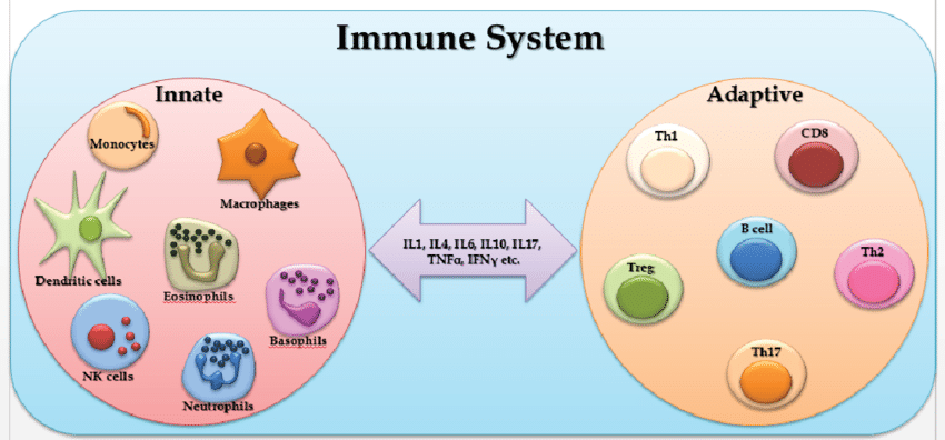 Components-of-immune-System.png