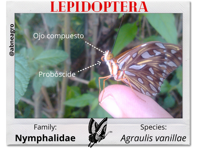 Lepidoptera 4 partes.png
