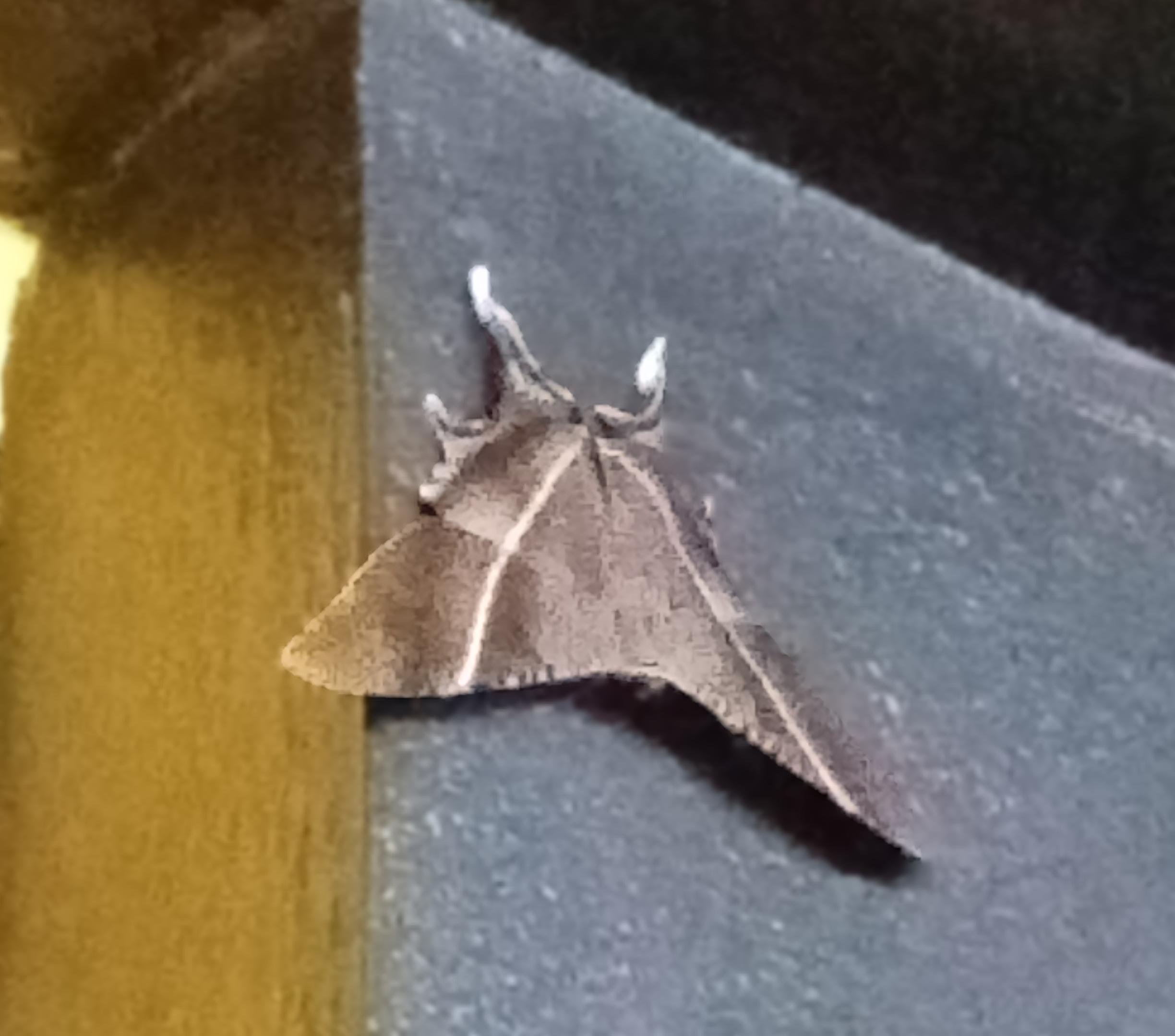 moth close.JPG