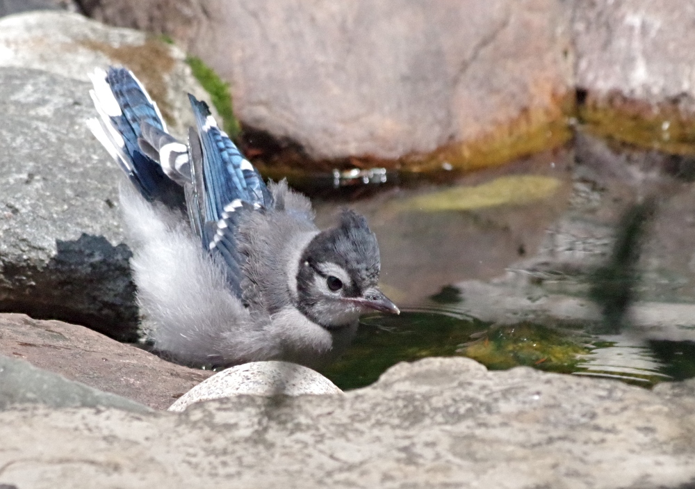 birds-feathered-friends-bluejay-7.jpg