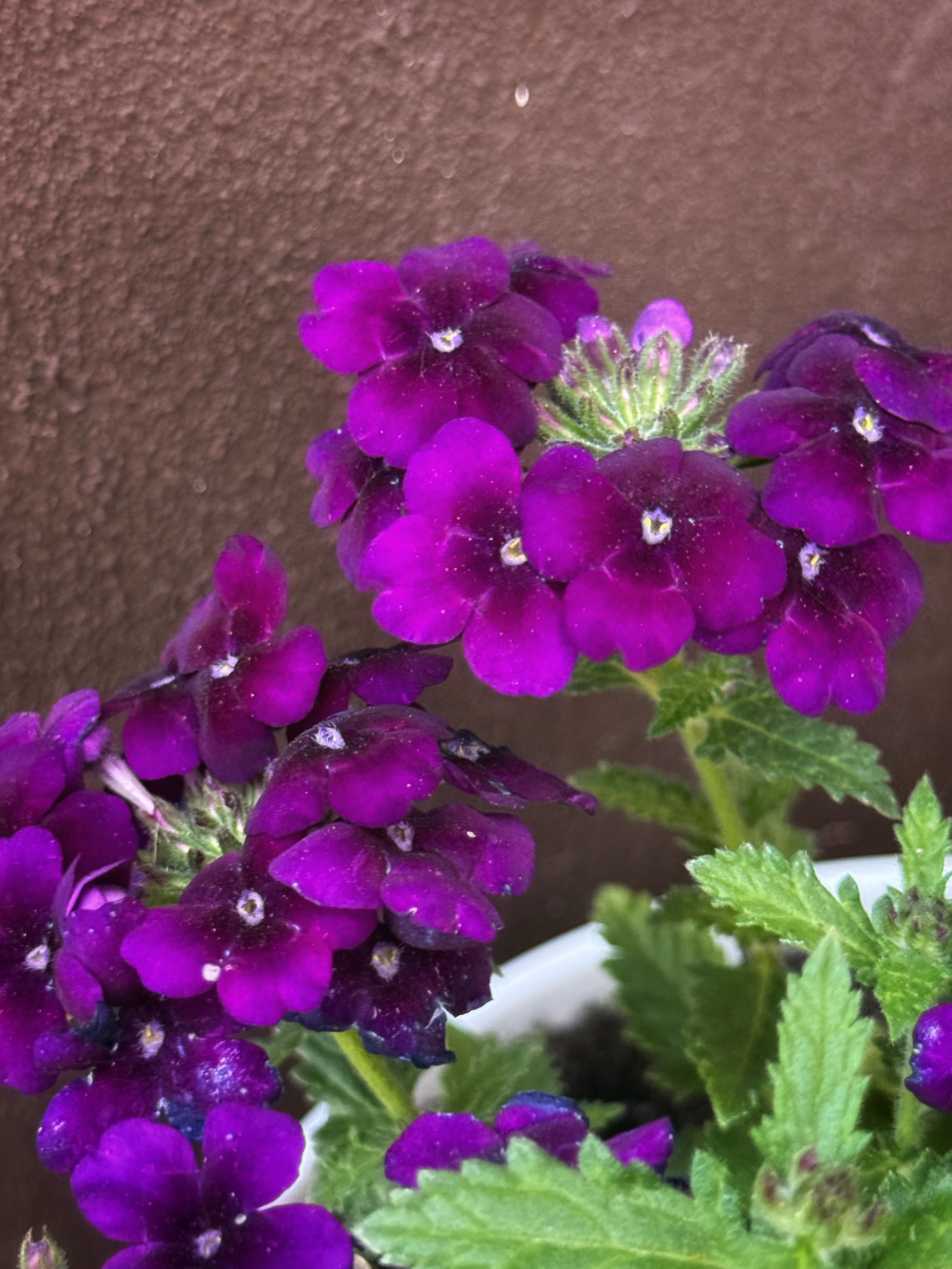 IMG_2708.jpeg