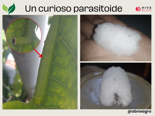 portada.png