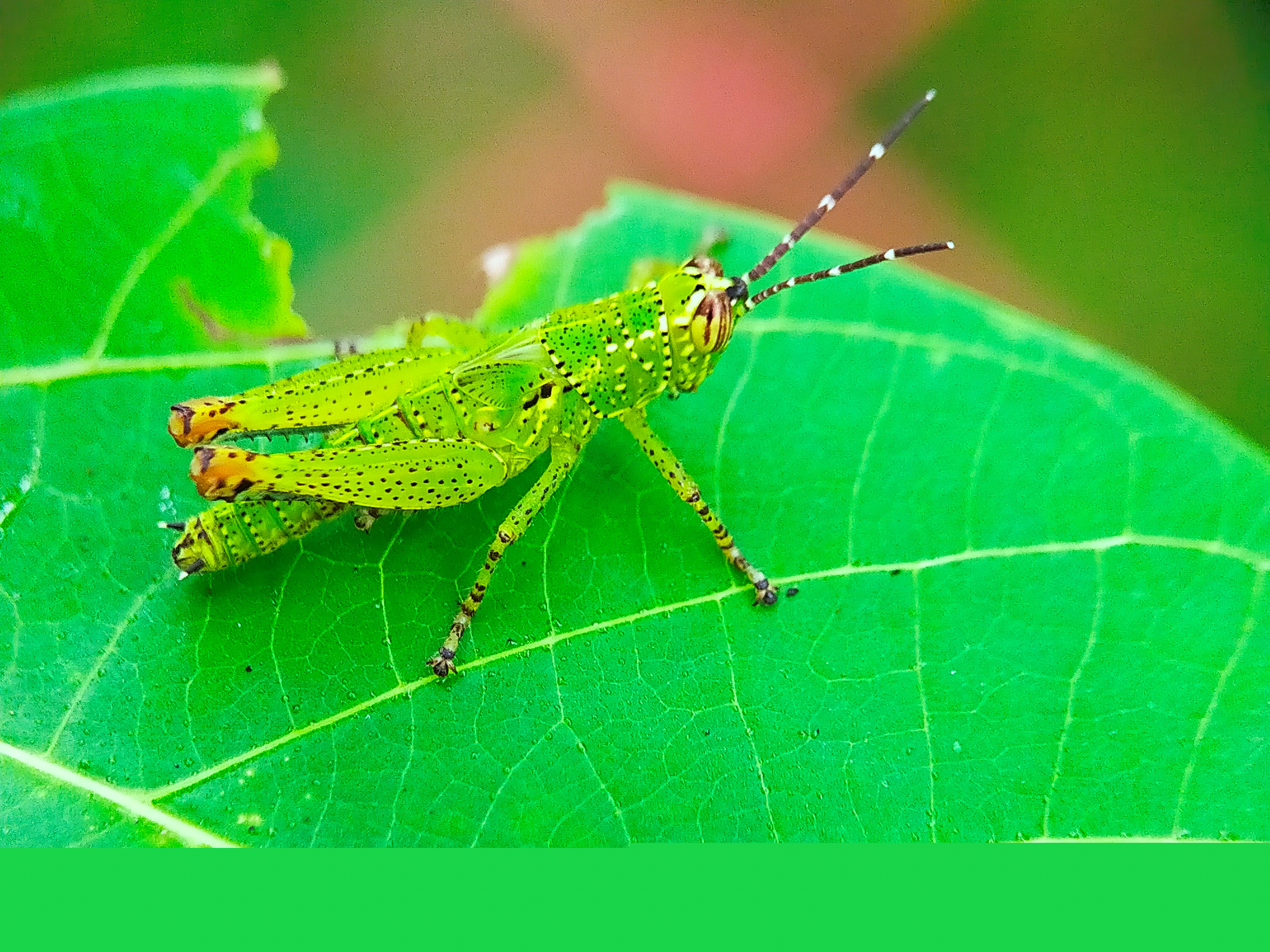 Rice Grasshopper (6).jpg