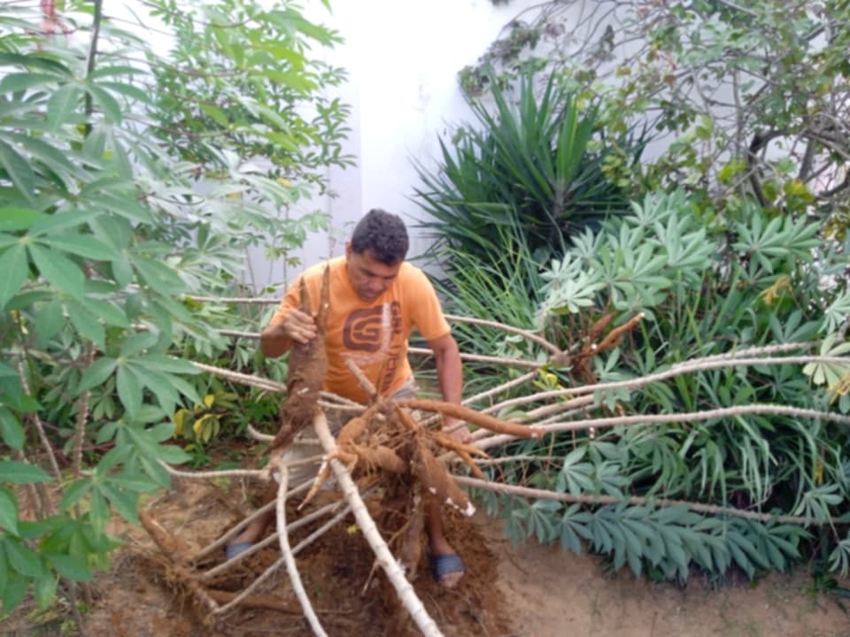 sacando yuca 32.jpg