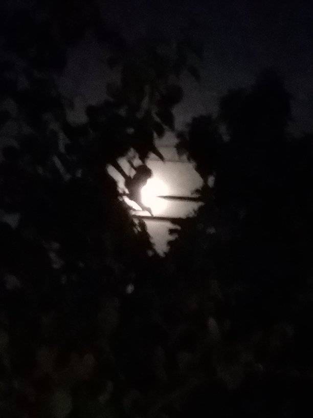 luna 4.jpg