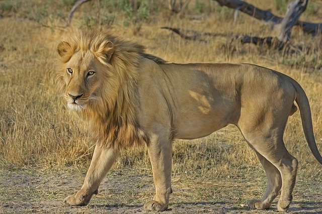 lion-515030_640.jpg