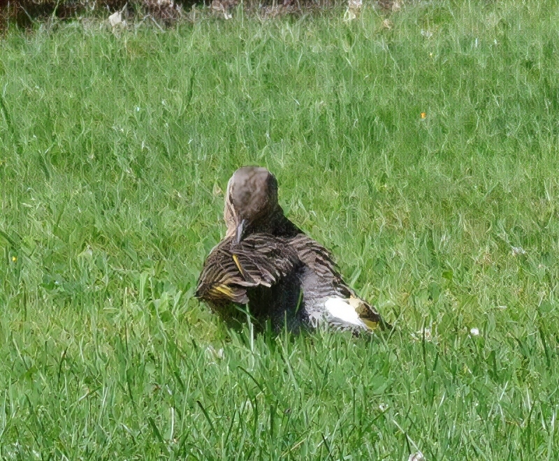 bird-1.jpg