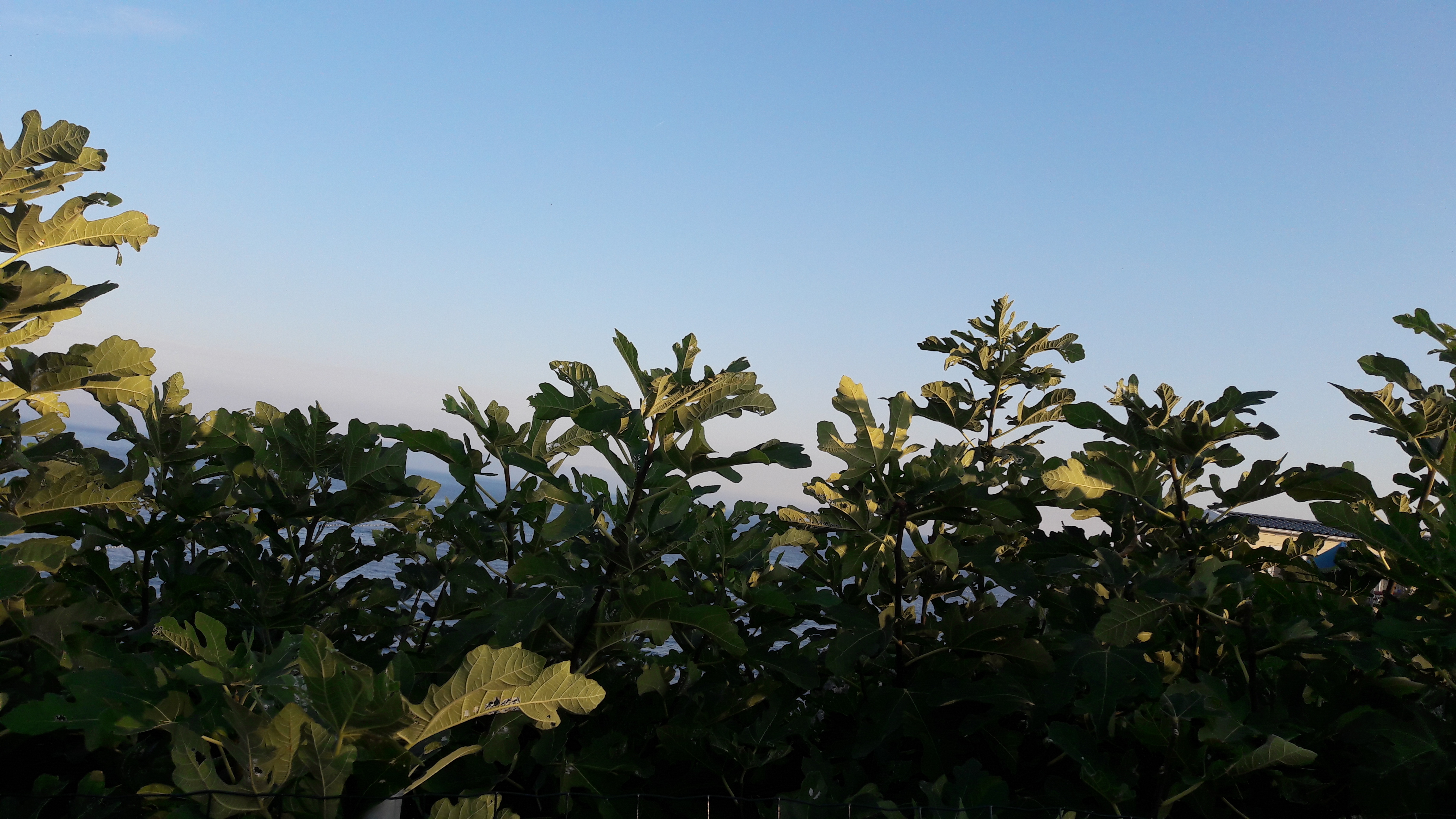 Flora-Tree-Forest-Publicdomain (16).jpg
