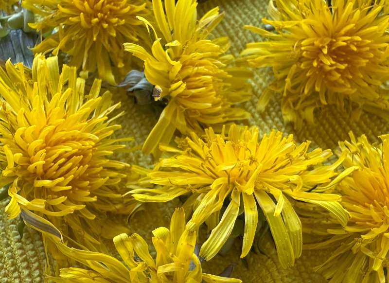 hivegarden-dandelion-salve.jpg