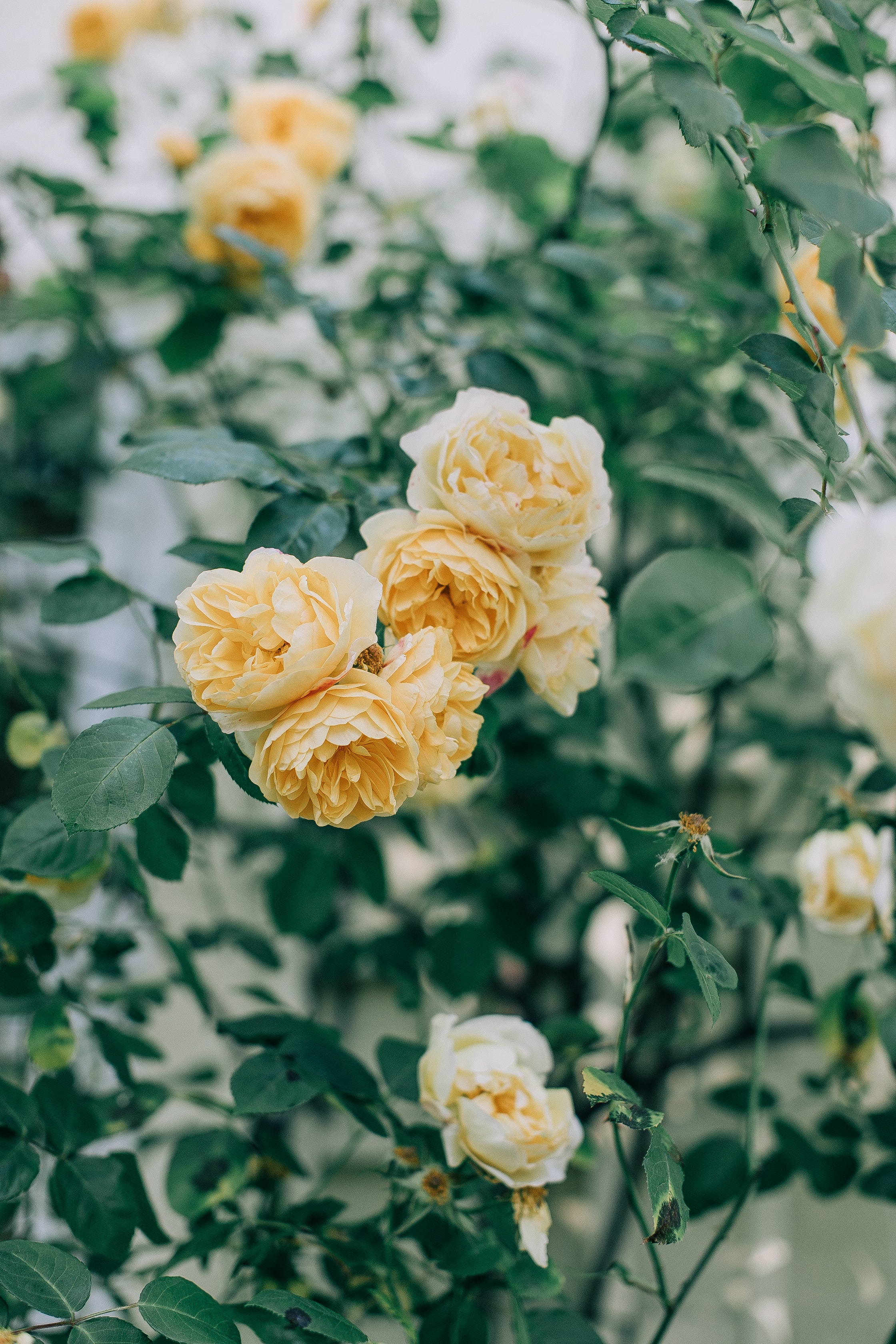 yellow-flowers-in-tilt-shift-lens-4482677.jpg