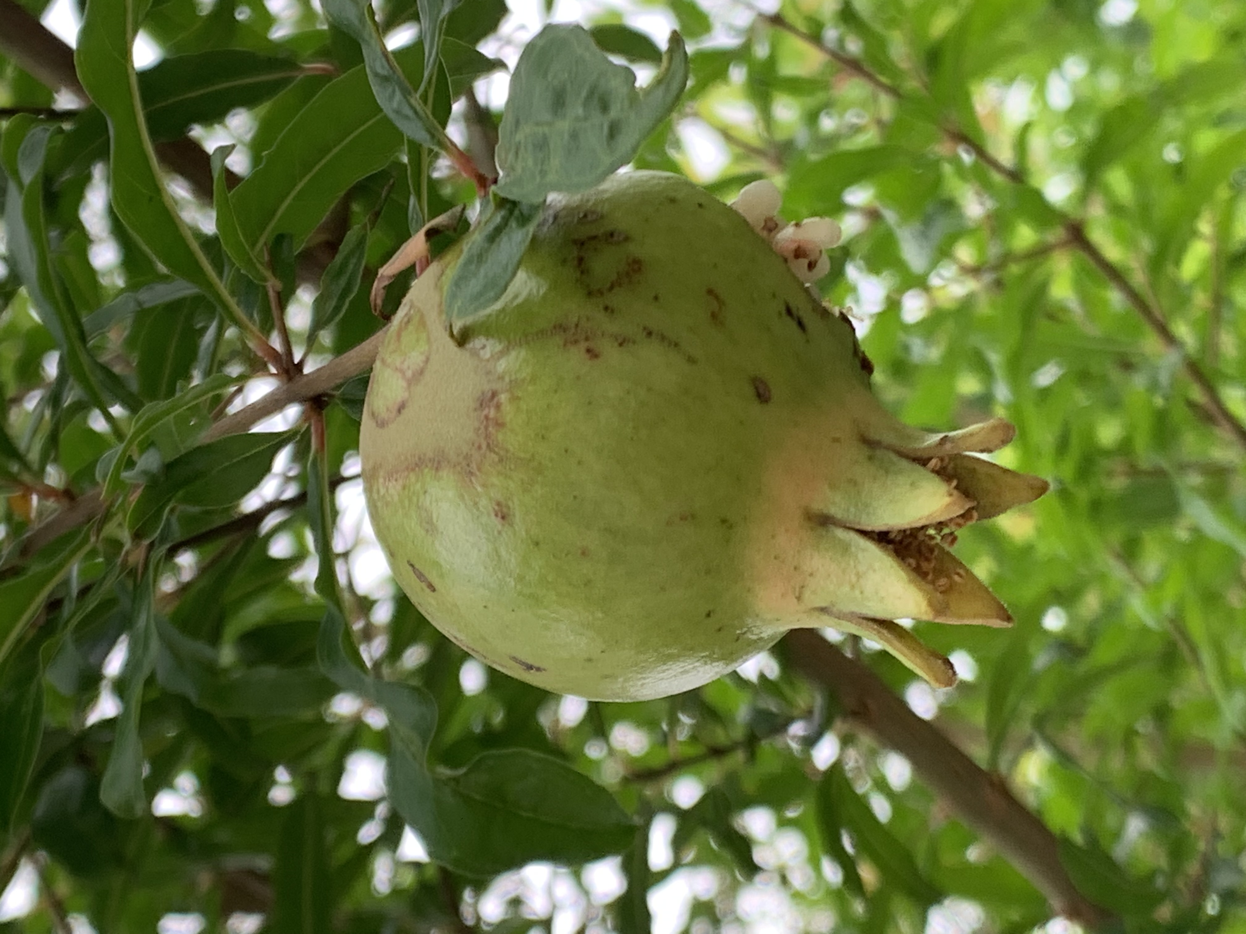 fruit9.jpg