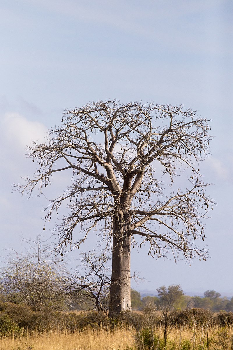 Baobab_tree_with_fruits_at_Mikumi_National_Park.jpg