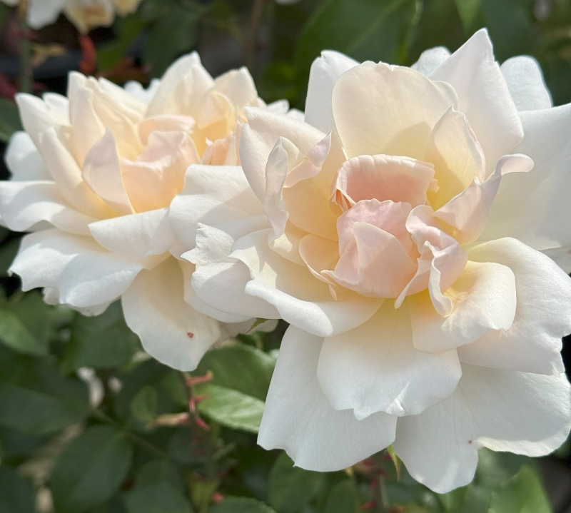 hivegarden-flowers-rose-2 (1).jpg