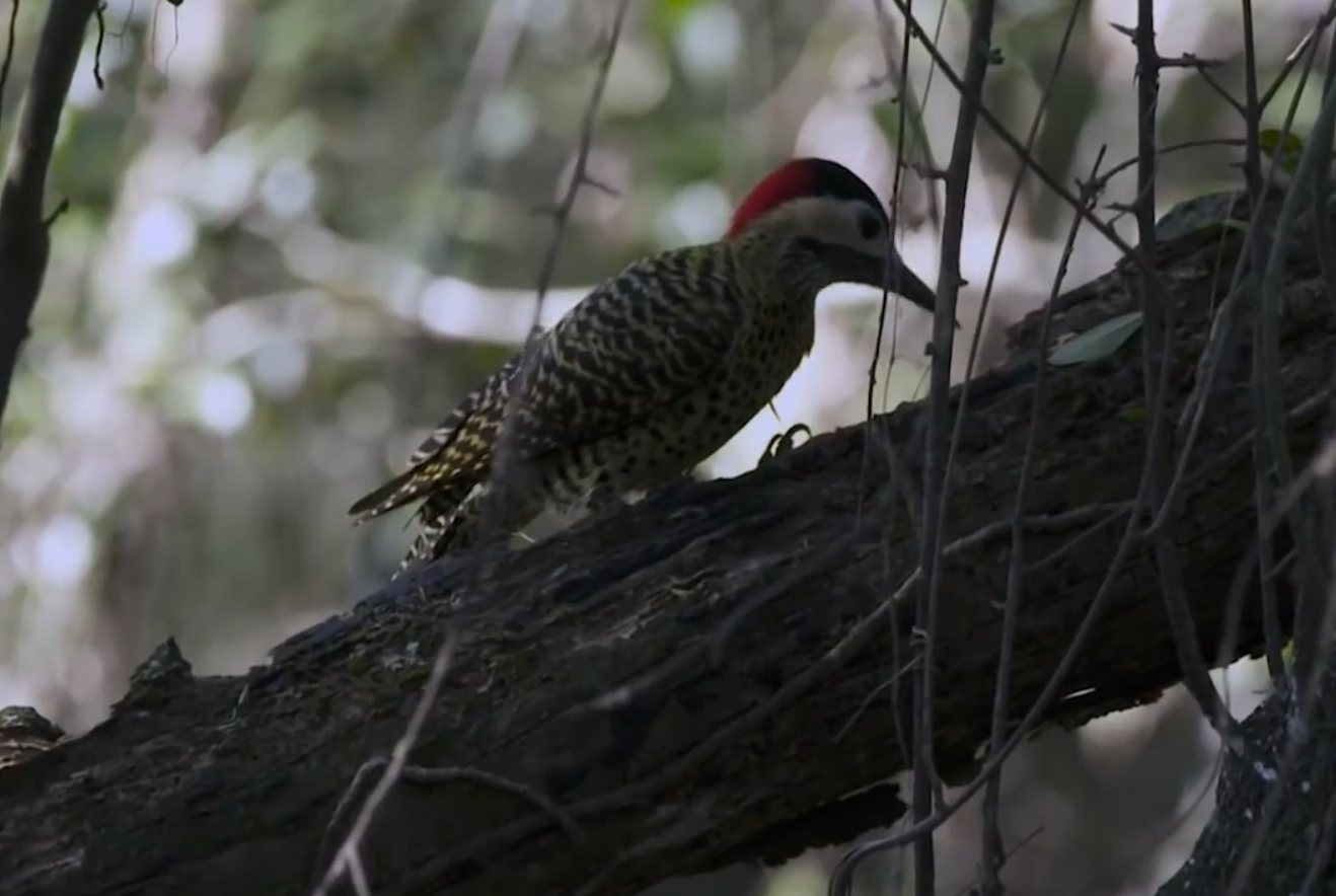 31.-FLISOL-2019-Argentina-aves-pajaro-carpintero.png