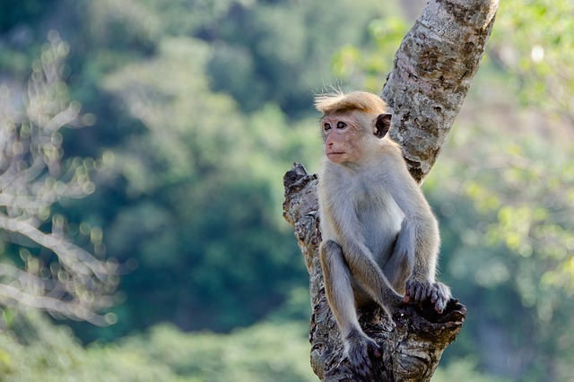 monkey-4036088_640.jpg