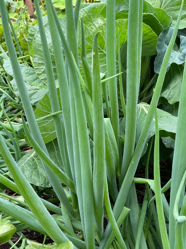 https://images.hive.blog/DQmNf6WrMRfkbMs48r5MxbjghbxdxCSe11DSL9SRvxKBhxW/hive-garden-harvest-green-onion-.jpg