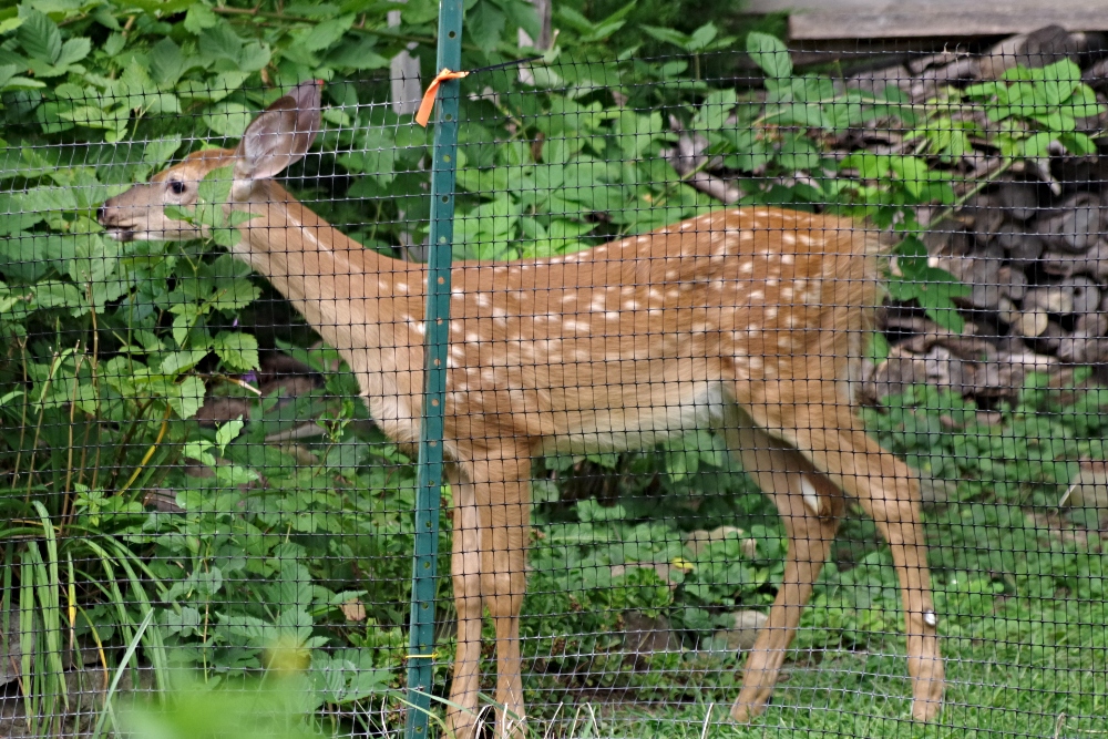 deer.jpg