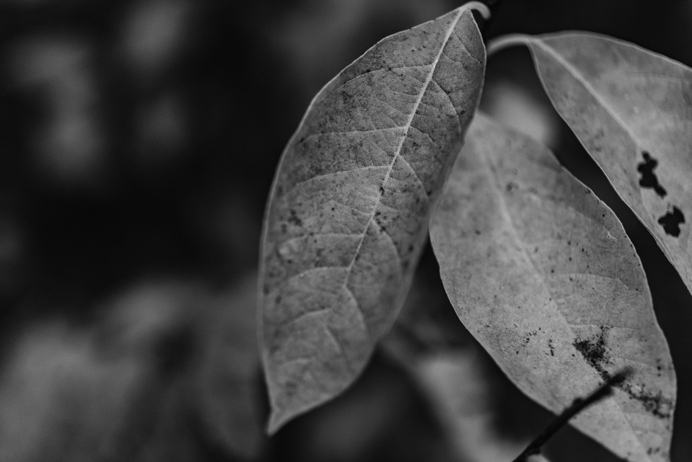 Macro leaves BW (1 of 4).jpg