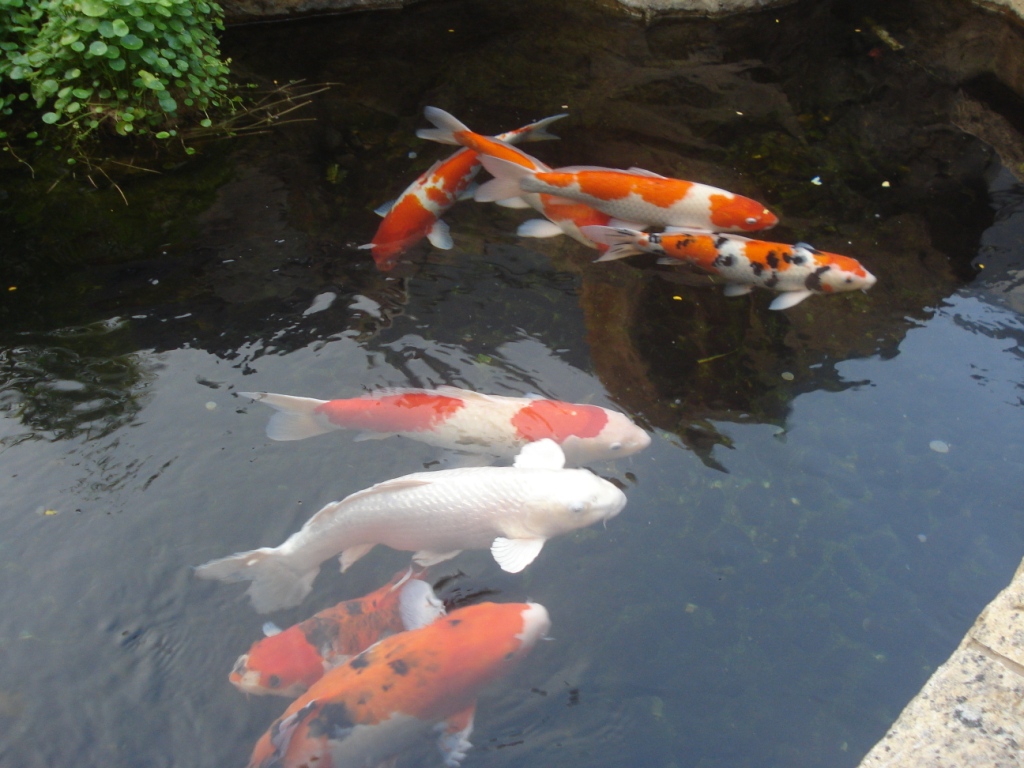 DSC04738.JPG