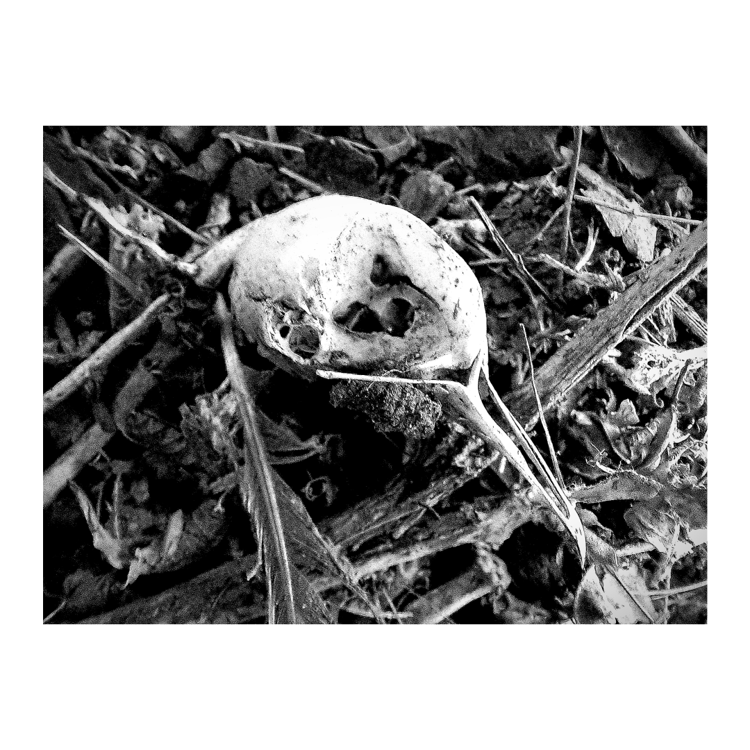 Bird Skull 2.png