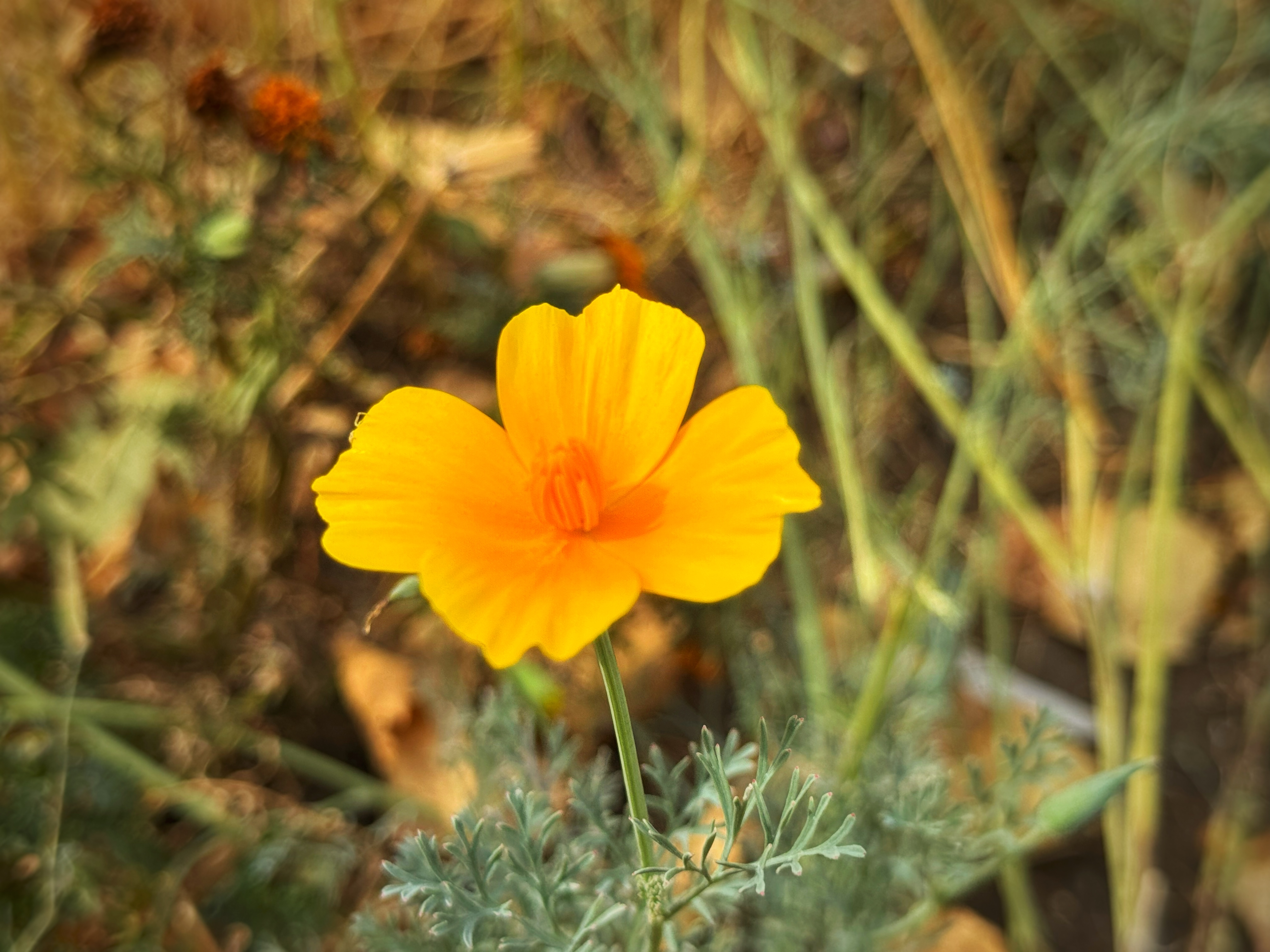 IMG_5335.jpeg